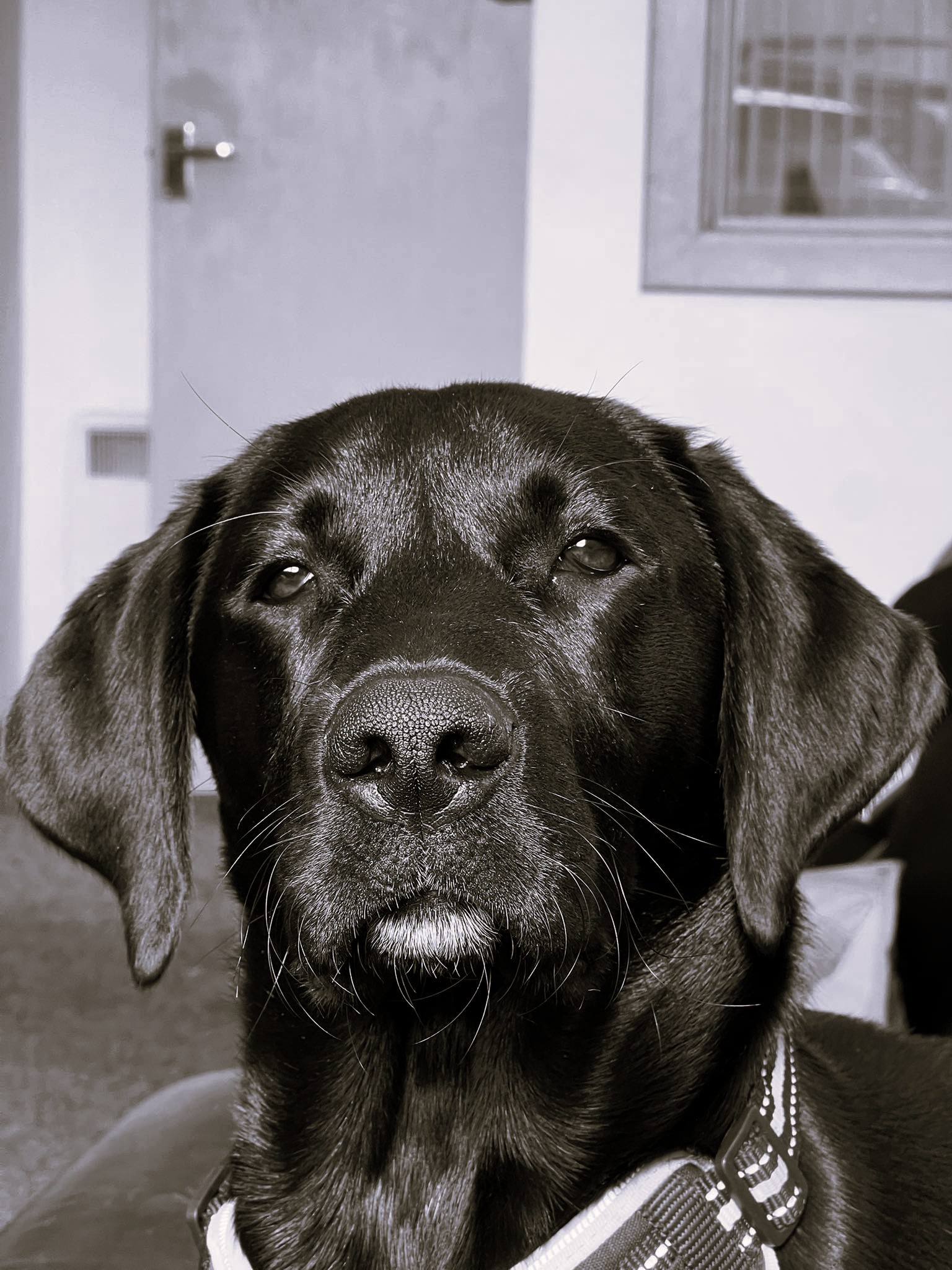 Angus