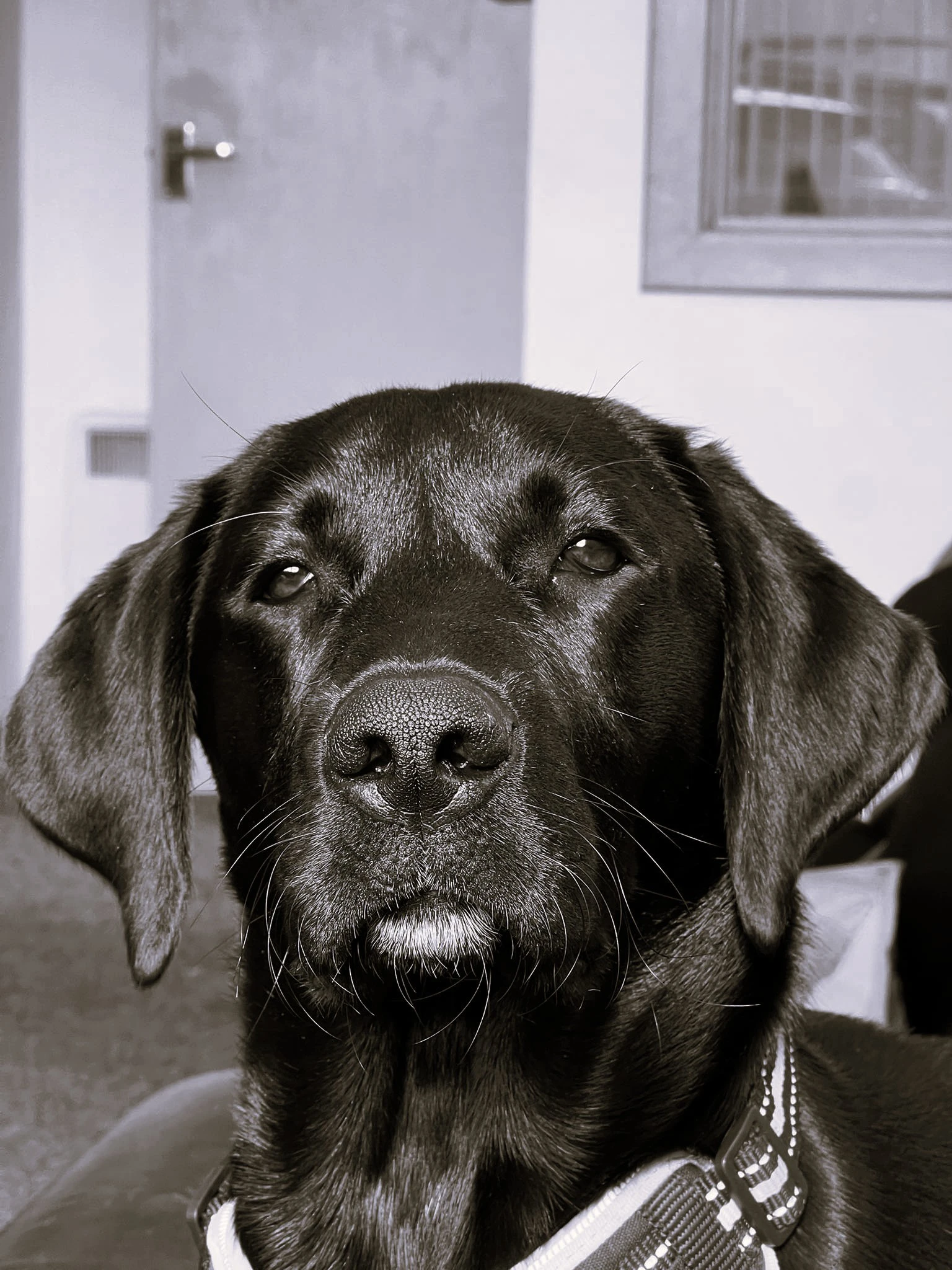 Angus