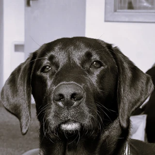 Angus