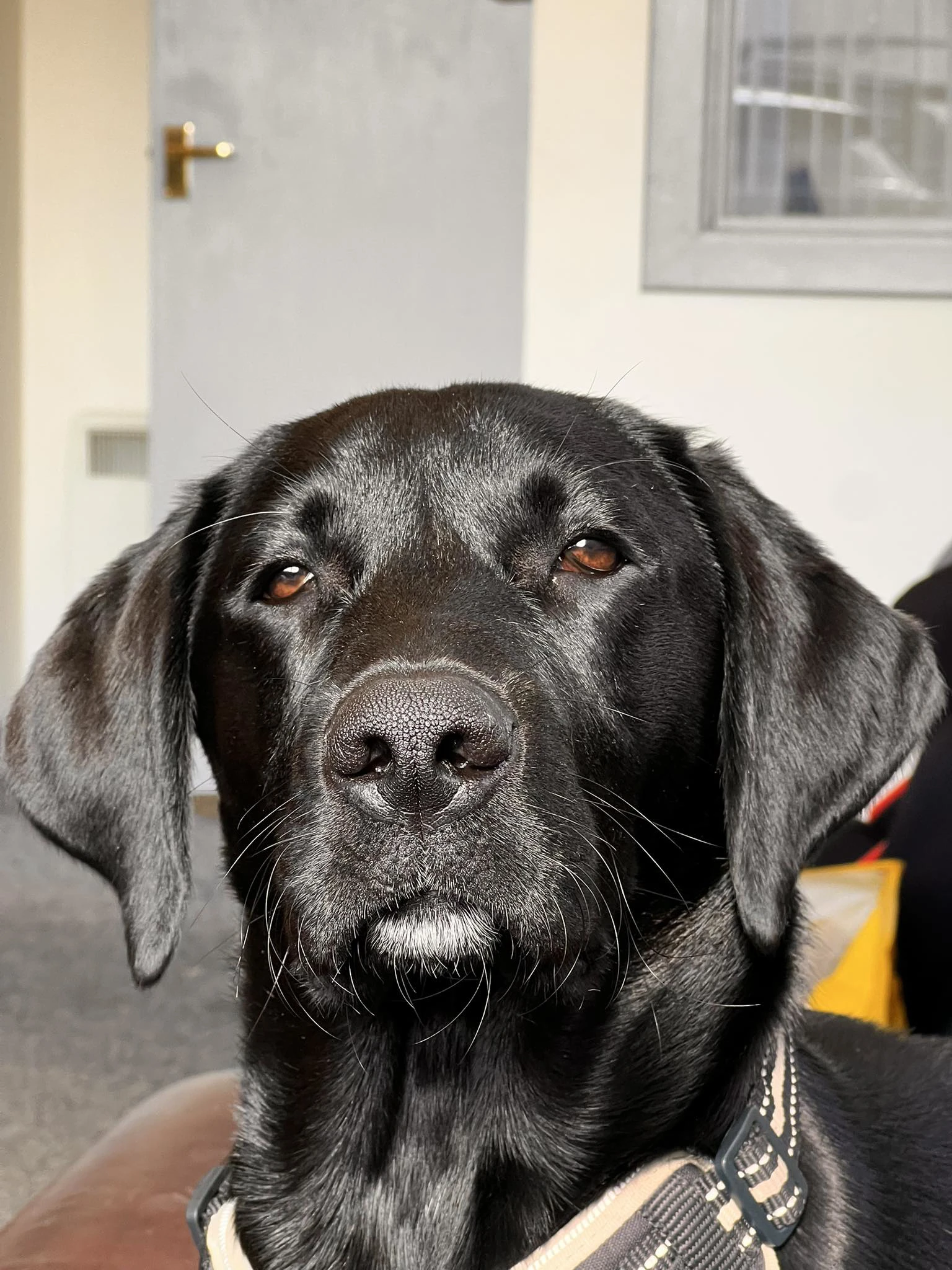 Angus