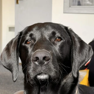 Angus